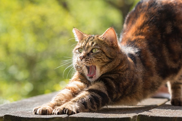 ねこ